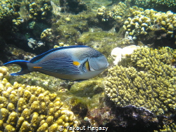 sohal surgeonfish by Yakout Hegazy 